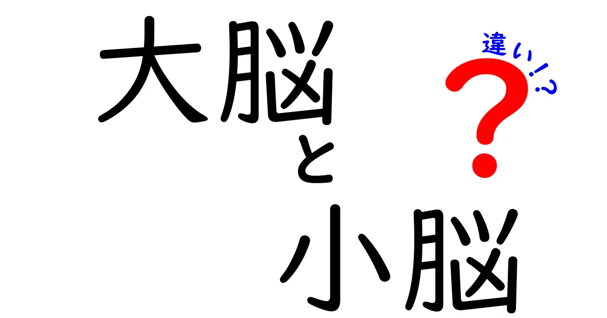 大脳と小脳の違いをやさしく解説!脳の2つの役割と日常の秘密