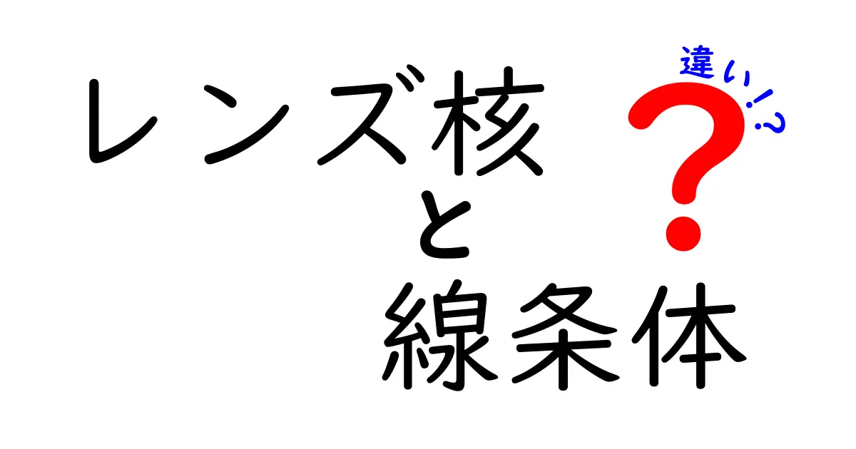 レンズ核と線条体の違いをわかりやすく解説!脳の基底核を知ろう