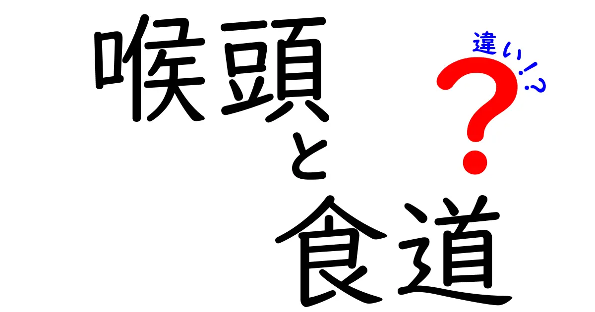 喉頭と食道の違いを徹底解説!発声と嚥下の仕組みをやさしく理解しよう