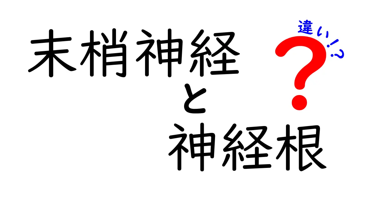末梢神経と神経根の違いを完全解説!中学生にも伝わるやさしい解剖ガイド