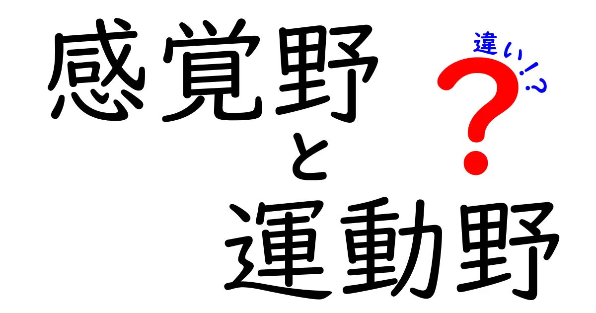 感覚野と運動野の違いをわかりやすく解説!中学生でもつかめる脳の働きガイド