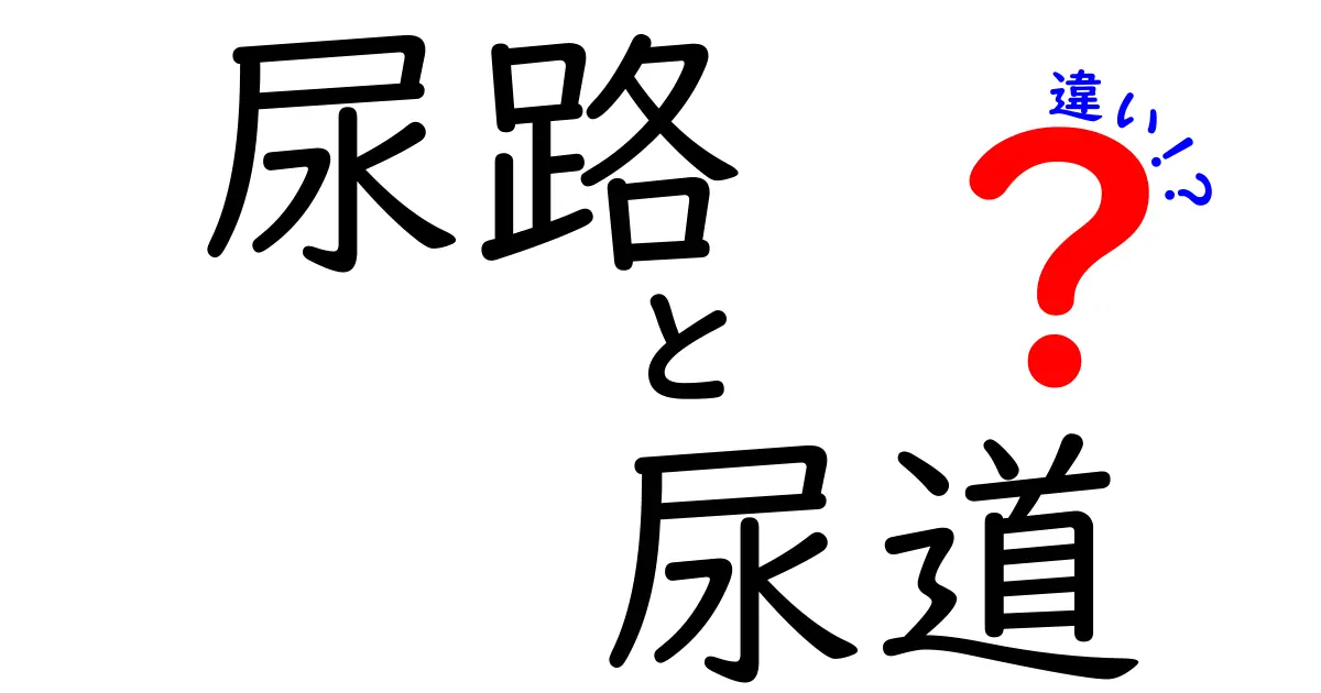 尿路と尿道の違いを徹底解説！中学生にも分かる体の仕組みをやさしく紹介