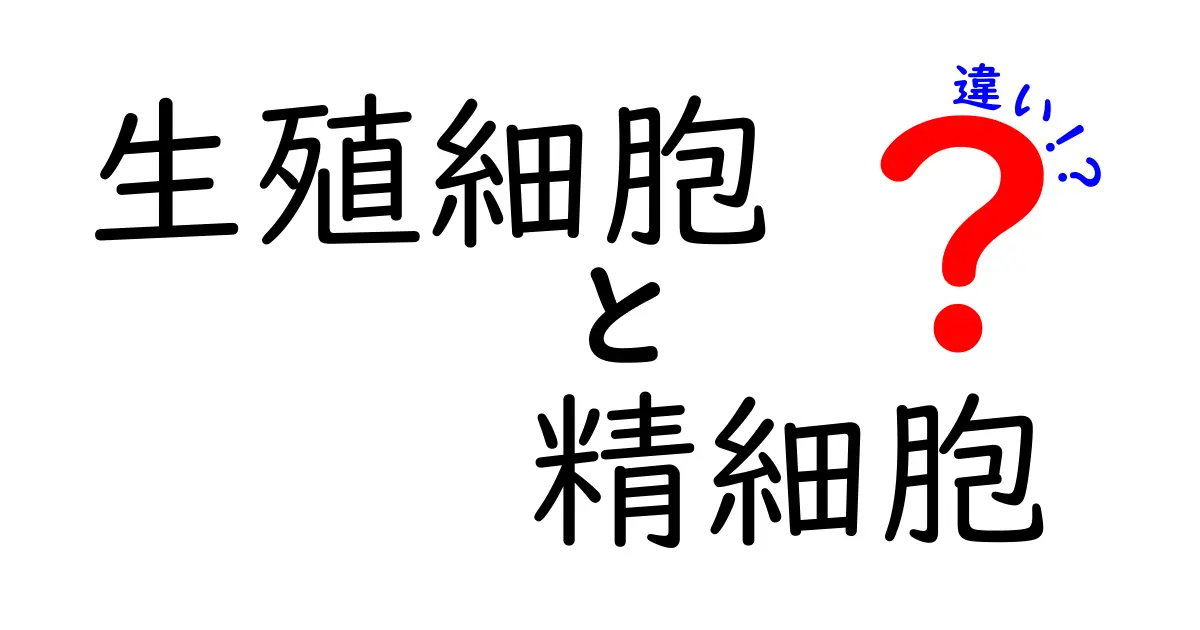 生殖細胞と精細胞の違いを徹底解説|中学生にも分かる図解とポイント