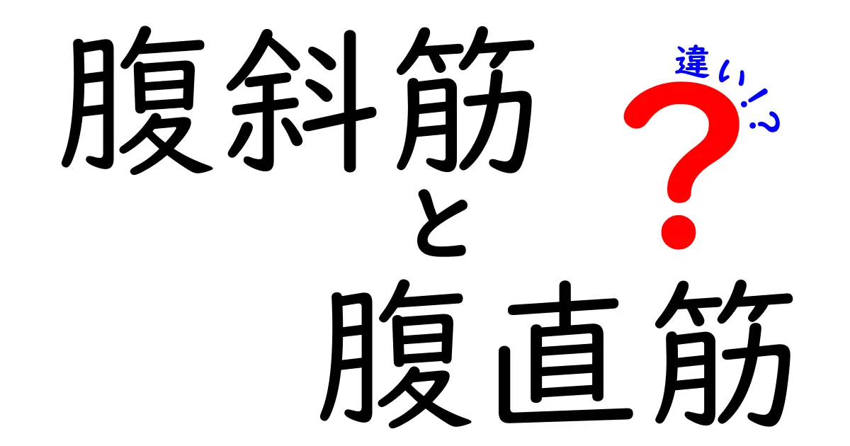 腹斜筋と腹直筋の違いを徹底解説!腹筋の基礎を知って正しいトレーニングを始めよう