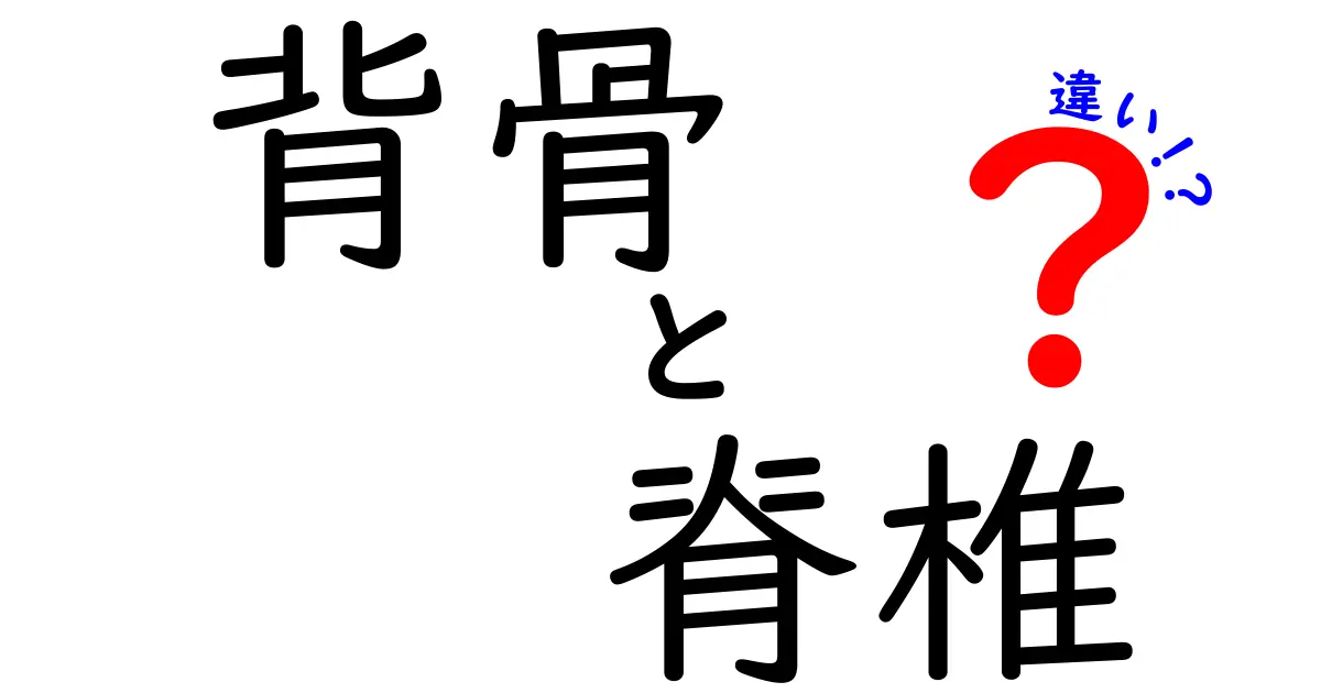 背骨と脊椎の違いを徹底解説！中学生にもわかるポイントと見分け方