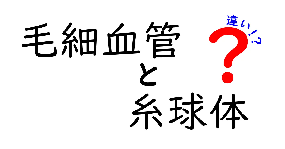 毛細血管と糸球体の違いを徹底解説!身近と専門の境界をわかりやすく比較
