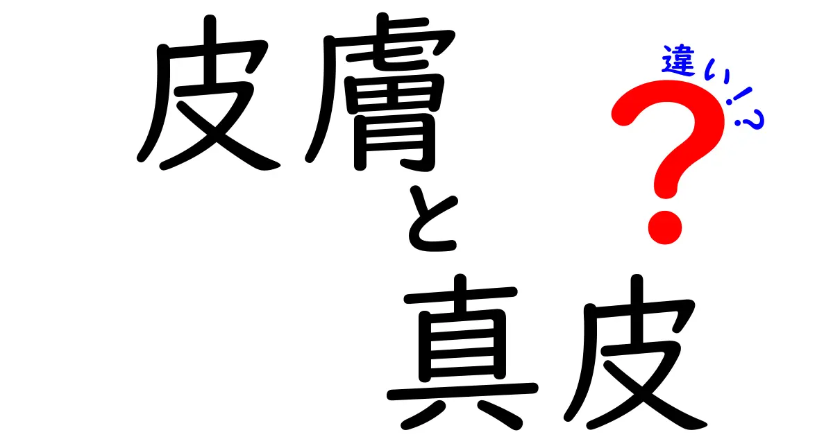 皮膚と真皮の違いを一目で理解!中学生にもわかる徹底解説