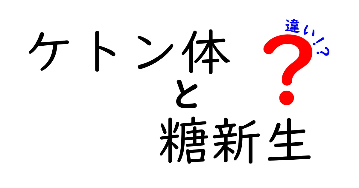 ケトン体と糖新生の違いを徹底解説|中学生にも分かるポイントまとめ