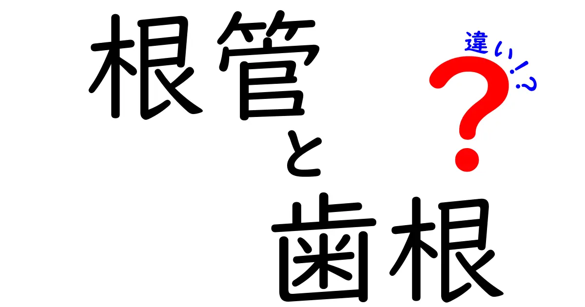 根管と歯根の違いを徹底解説!中学生にもわかるやさしい歯の中の仕組み