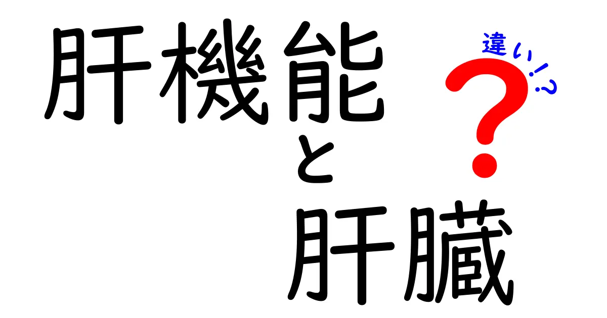 肝機能と肝臓の違いをわかりやすく解説 | 日常生活で押さえるポイント