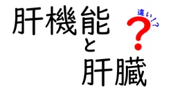 肝機能と肝臓の違いをわかりやすく解説 | 日常生活で押さえるポイント