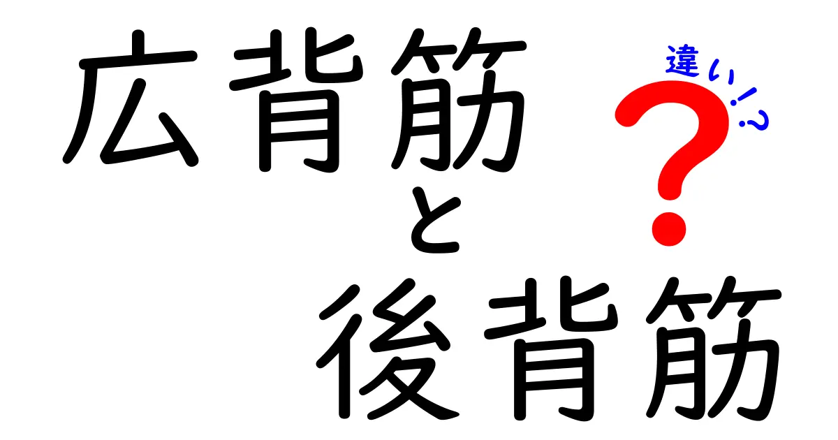 広背筋と後背筋の違いを徹底解説|部活で役立つ背中の使い方とトレーニングのコツ