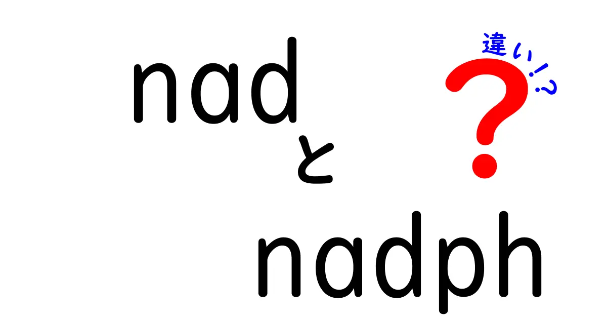 NADとNADPHの違いを徹底解説!エネルギー代謝と還元力の違いを中学生にもわかる図解付き