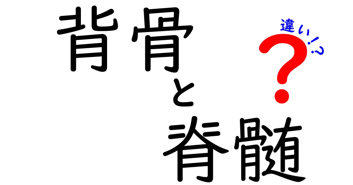背骨と脊髄の違いを徹底解説!中学生にもわかる図解つきの基礎講座