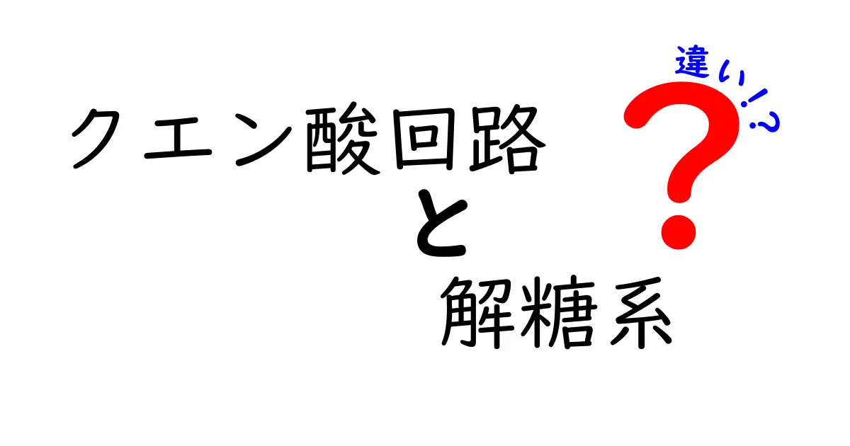 クエン酸回路と解糖系の違いを徹底解説!中学生にもわかるポイントと図解