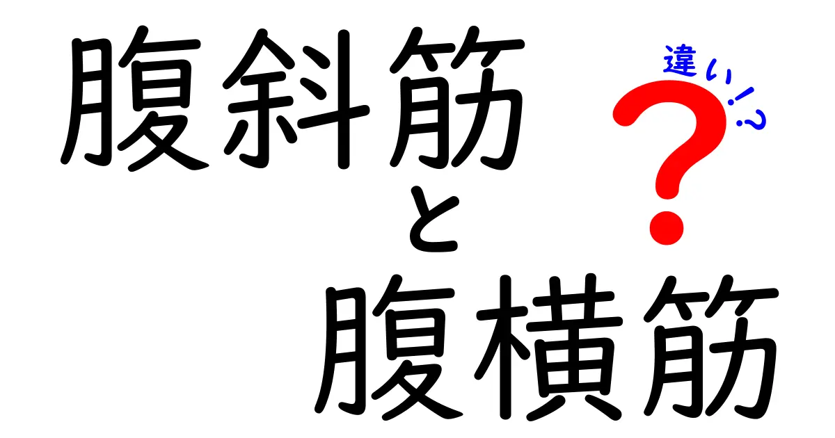 腹斜筋と腹横筋の違いを徹底解説!正しい使い方と鍛え方を中学生にもわかる図解付き