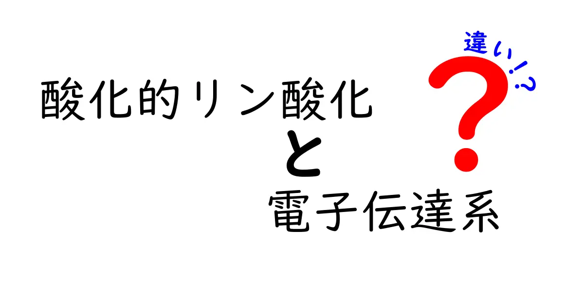酸化的リン酸化と電子伝達系の違いを完全ガイド:仕組みと役割をわかりやすく解説