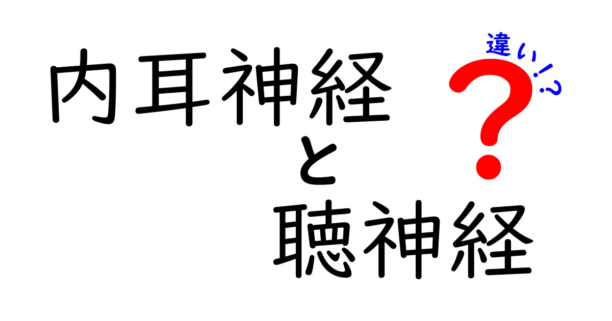 内耳神経と聴神経の違いを徹底解説!発生から役割まで、中学生にもわかる図解つきの基礎講座
