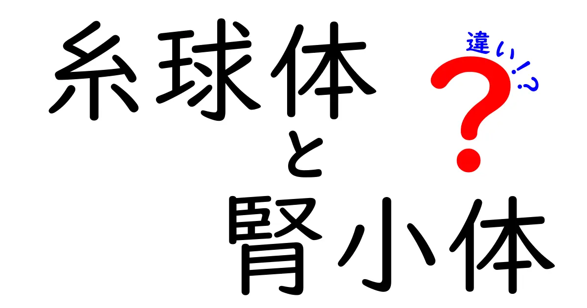 糸球体と腎小体の違いを徹底解説!中学生にもわかる腎臓の秘密