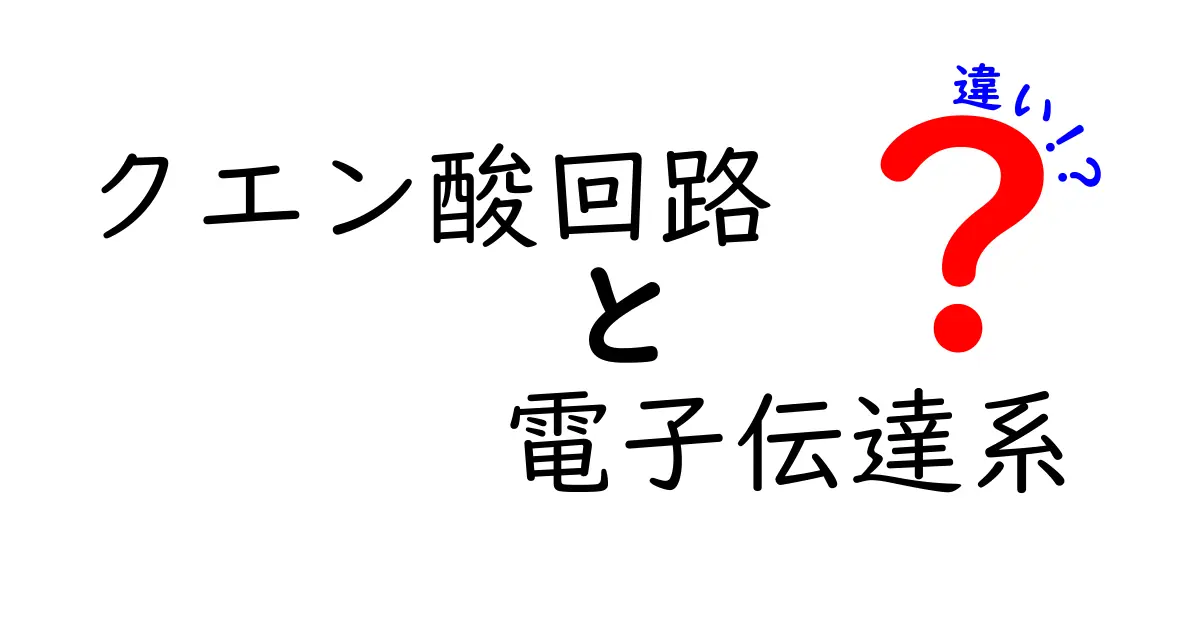 クエン酸回路と電子伝達系の違いを徹底解説|中学生にもわかる図解で見分ける