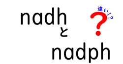 NADHとNADPHの違いって何がどう違う?基礎から深掘りまで徹底解説
