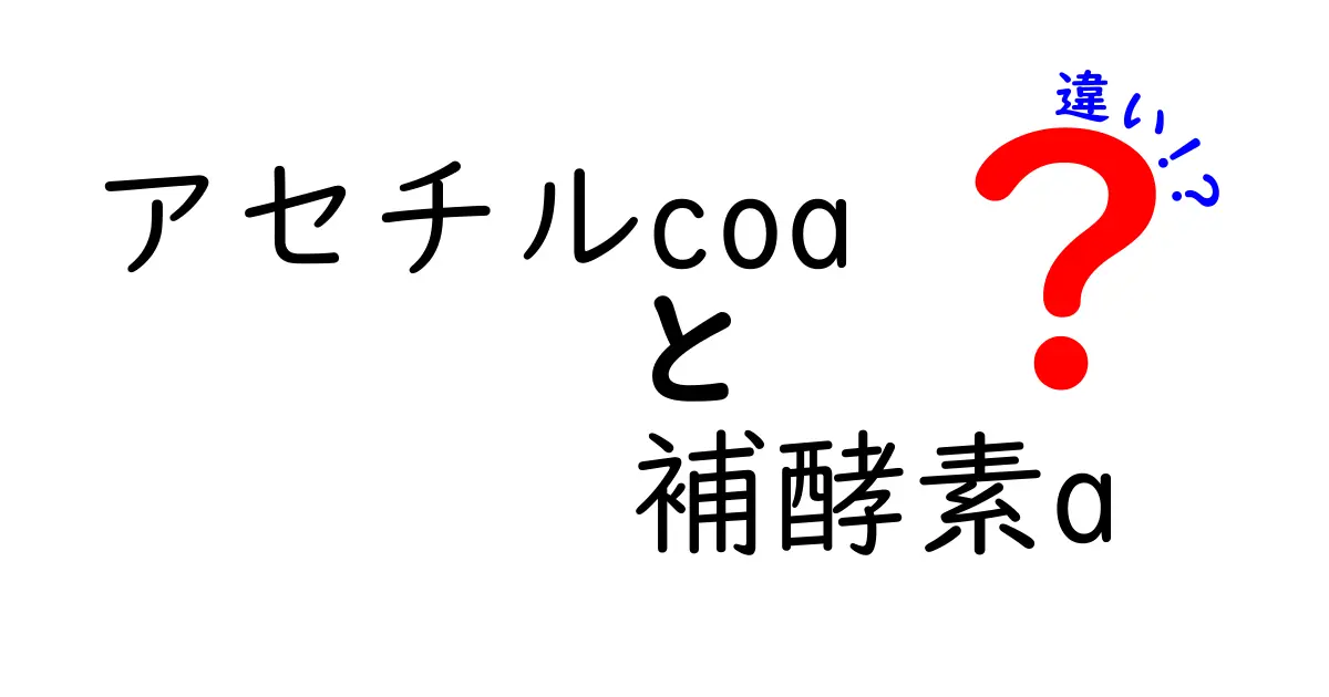 アセチルCoAと補酵素Aの違いをわかりやすく解説|中学生にも伝わる基礎知識