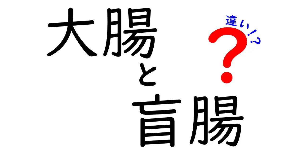 大腸と盲腸の違いを徹底解説|位置・役割・痛みのサインまで、わかりやすく比較