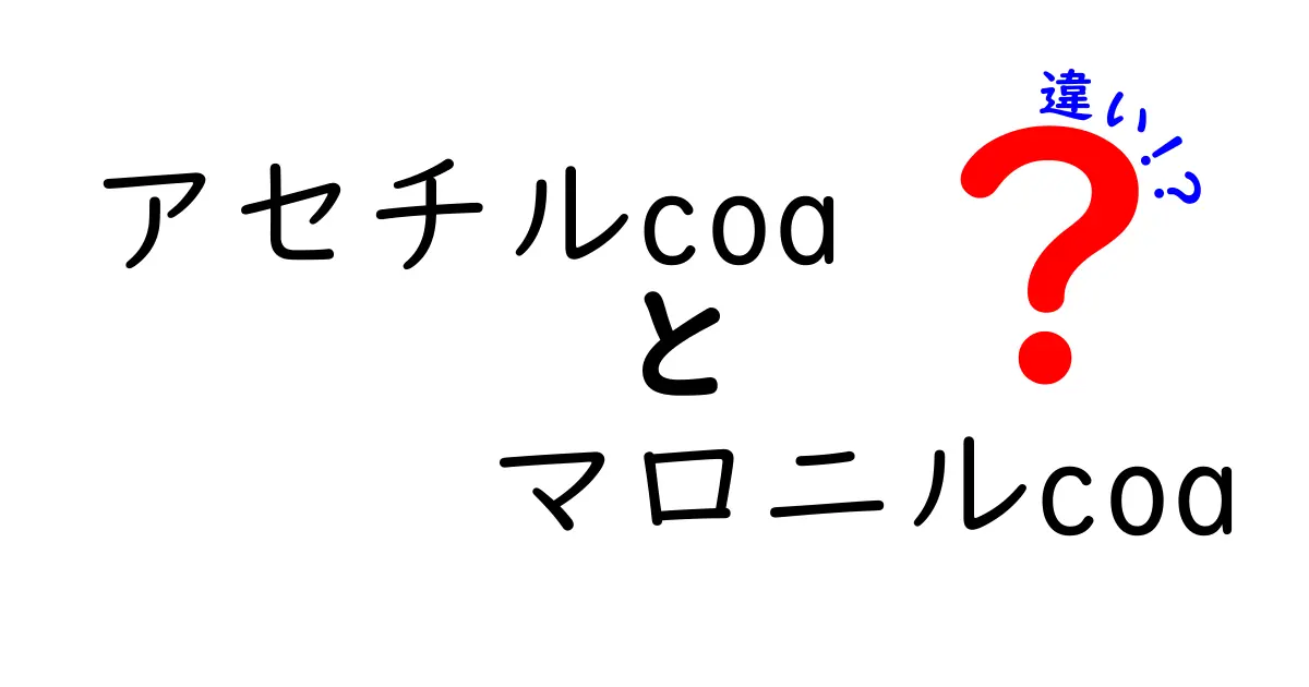 アセチルCoAとマロニルCoAの違いを徹底解説！中学生にもわかりやすい図解つき