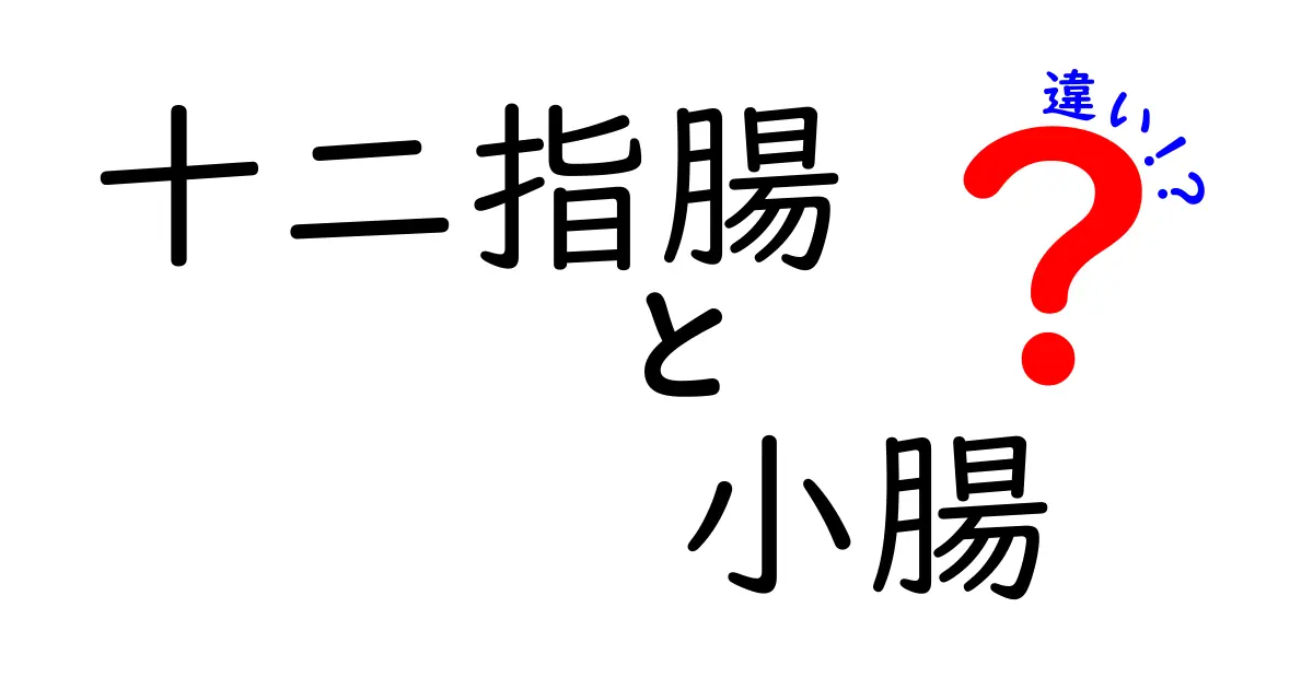 十二指腸と小腸の違いを徹底解説!位置・機能・病気への影響までわかりやすく