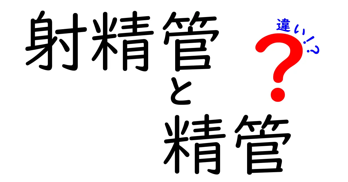射精管と精管の違いを徹底解説|中学生にもわかるやさしい解説ガイド