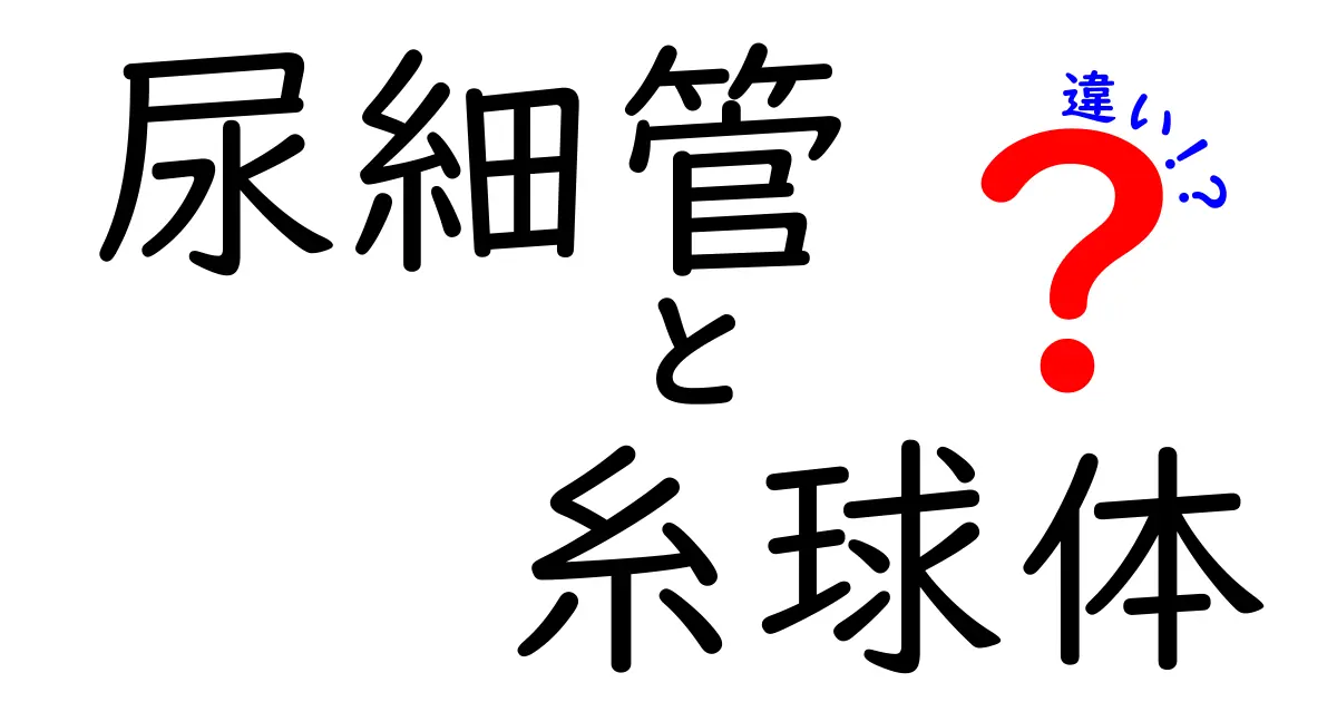尿細管と糸球体の違いを徹底解説！中学生にもわかるネフロンの基本