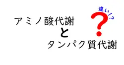 アミノ酸代謝とタンパク質代謝の違いを徹底解説: なぜ体はどちらも必要なのか