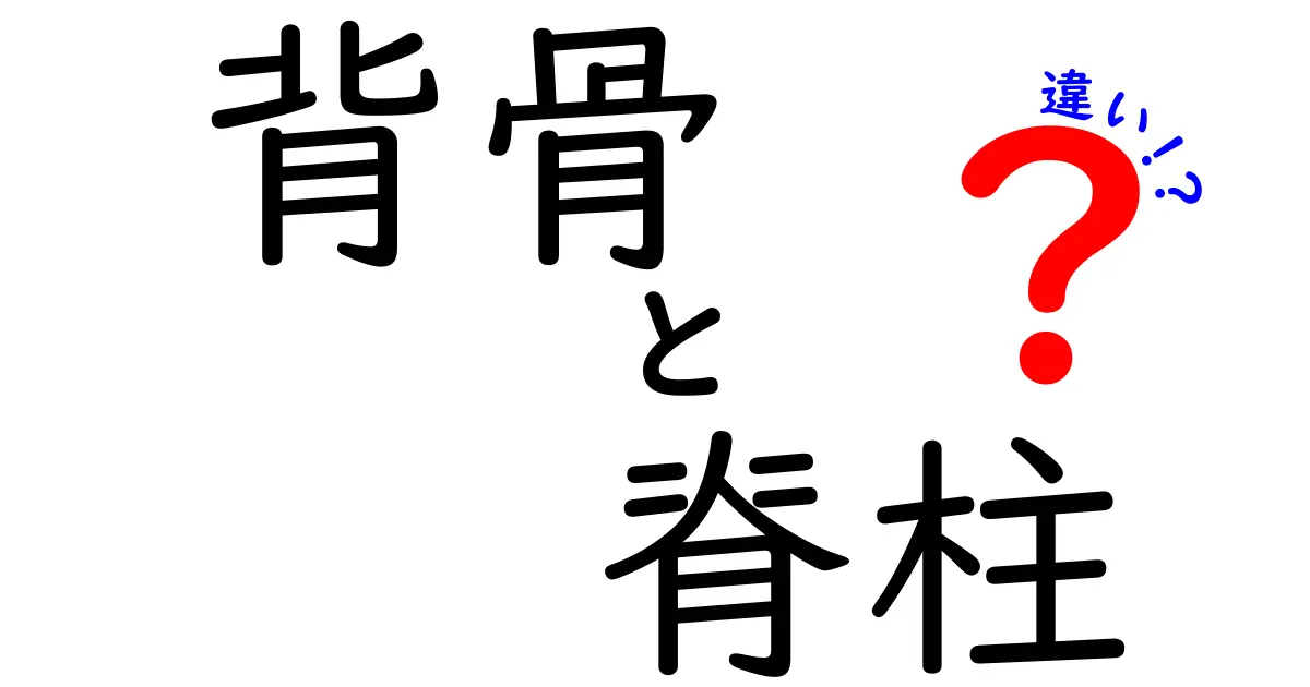 背骨と脊柱の違いを完全解説!中学生にもわかるポイントと読み解き方