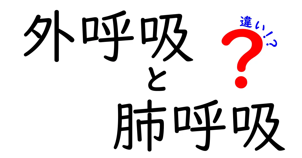 外呼吸と肺呼吸の違いを徹底解説！中学生にも分かるやさしいポイントまとめ