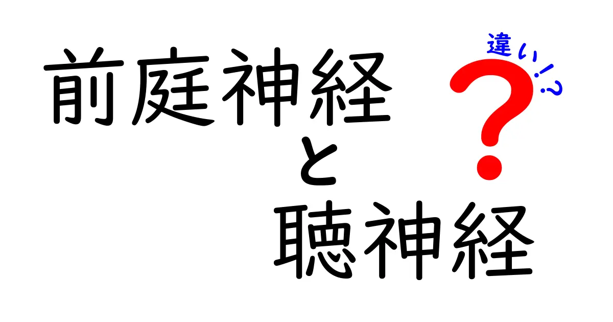 前庭神経と聴神経の違いを徹底解説！しくみと役割を図解つきで中学生にもわかる