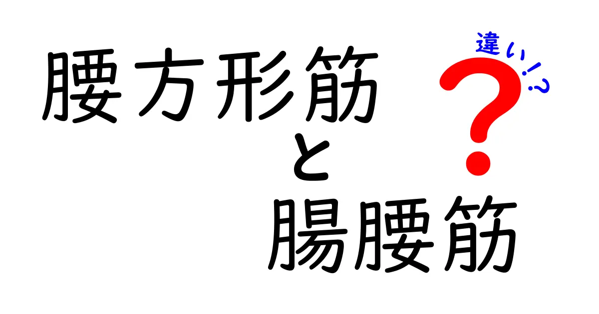 腰方形筋と腸腰筋の違いを徹底解説！初心者にも分かる図解と日常動作への影響