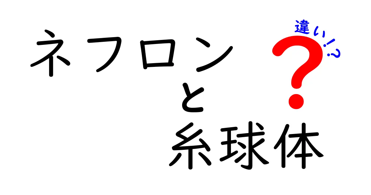 ネフロンと糸球体の違いを徹底解説!中学生でも分かる腎臓のしくみ