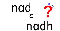 nadとnadhの違いを徹底解説｜体内のエネルギー代謝を左右する2つの分子をわかりやすく解明