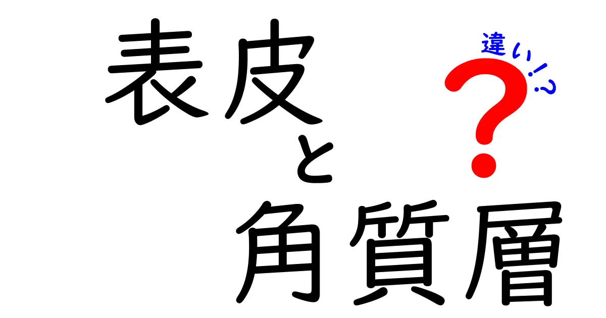 表皮と角質層の違いをやさしく解説!肌の仕組みを3つのポイントで理解