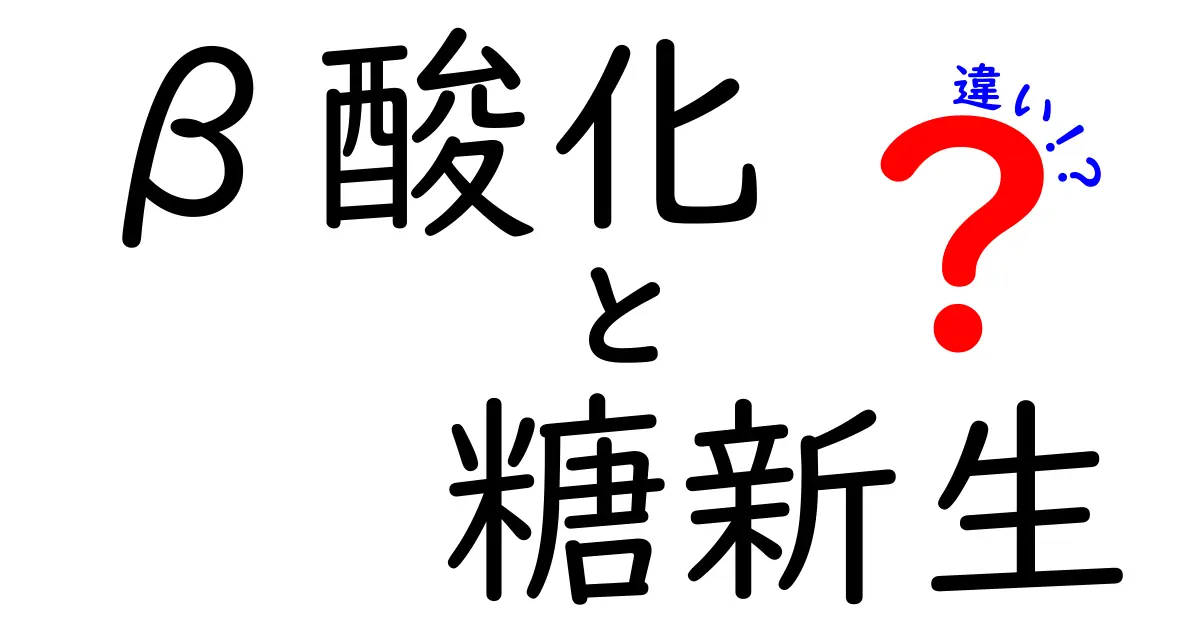 β酸化と糖新生の違いを徹底解説!エネルギーの作り方を中学生にもわかるやさしい言葉で