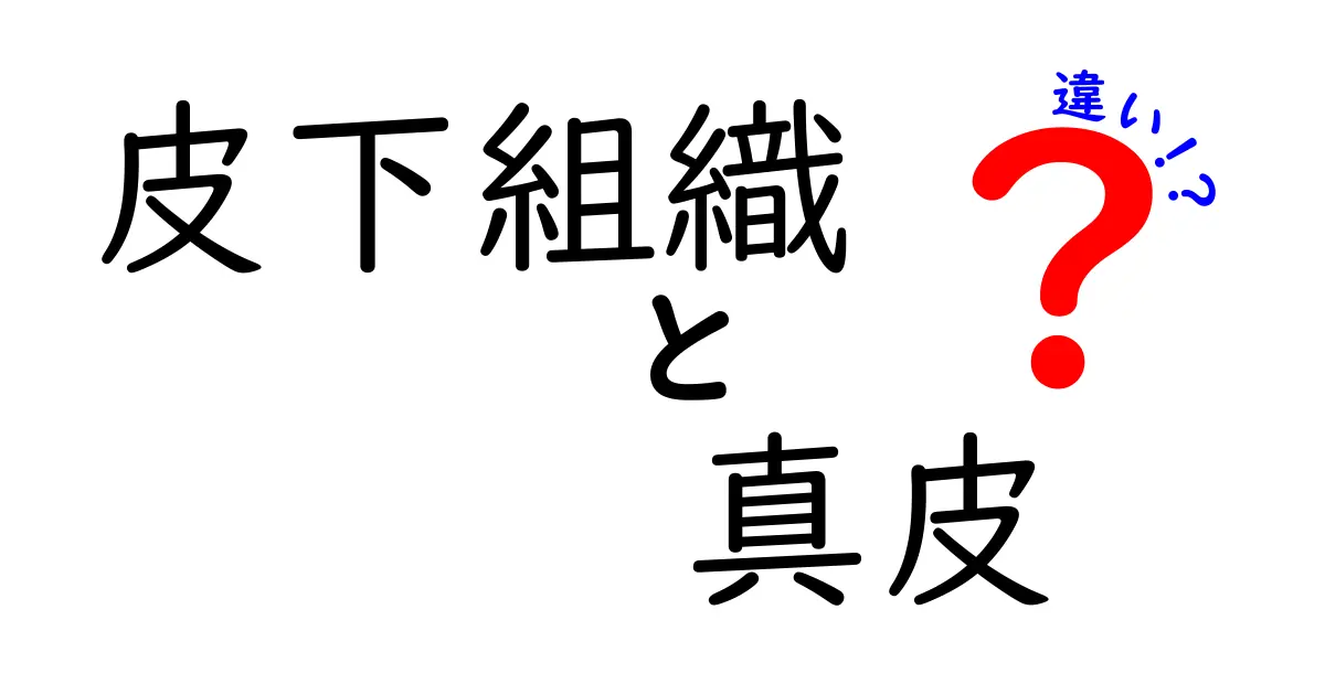 皮下組織と真皮の違いを徹底解説!体の中の秘密と役割を分かりやすく理解しよう