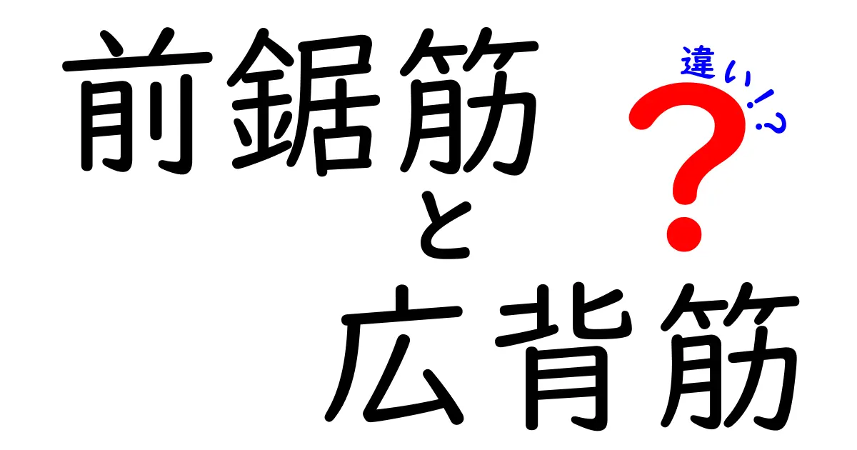 前鋸筋と広背筋の違いを徹底解説|姿勢と動きが変わる筋肉マップ