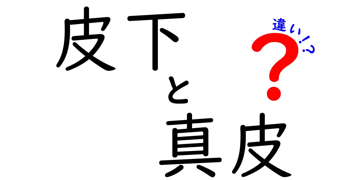 皮下と真皮の違いが一目で分かる!中学生にもわかる徹底解説と日常で役立つポイント