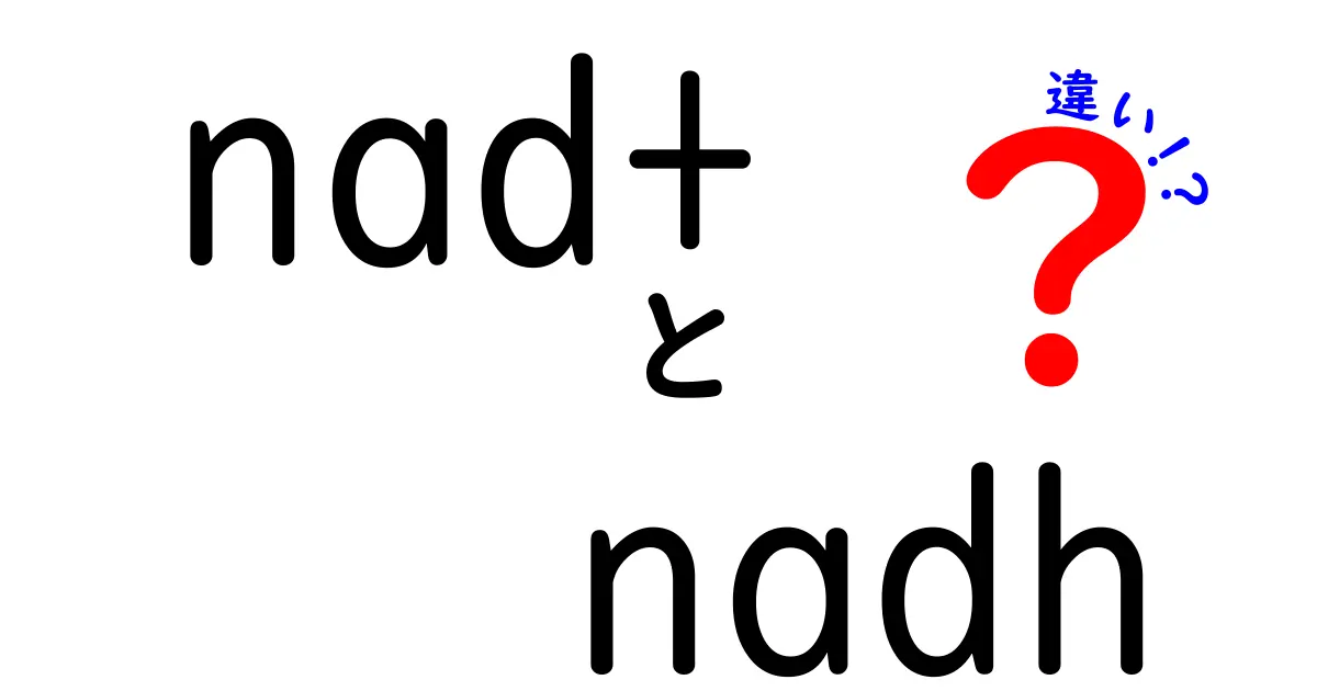 NAD+とNADHの違いを一目で理解!体内の秘密とエネルギーの話をやさしく解説