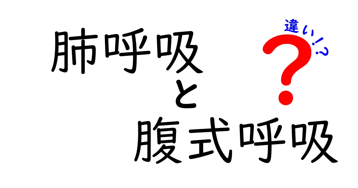 肺呼吸と腹式呼吸の違いを徹底解説:科学と生活をつなぐ呼吸のヒミツ