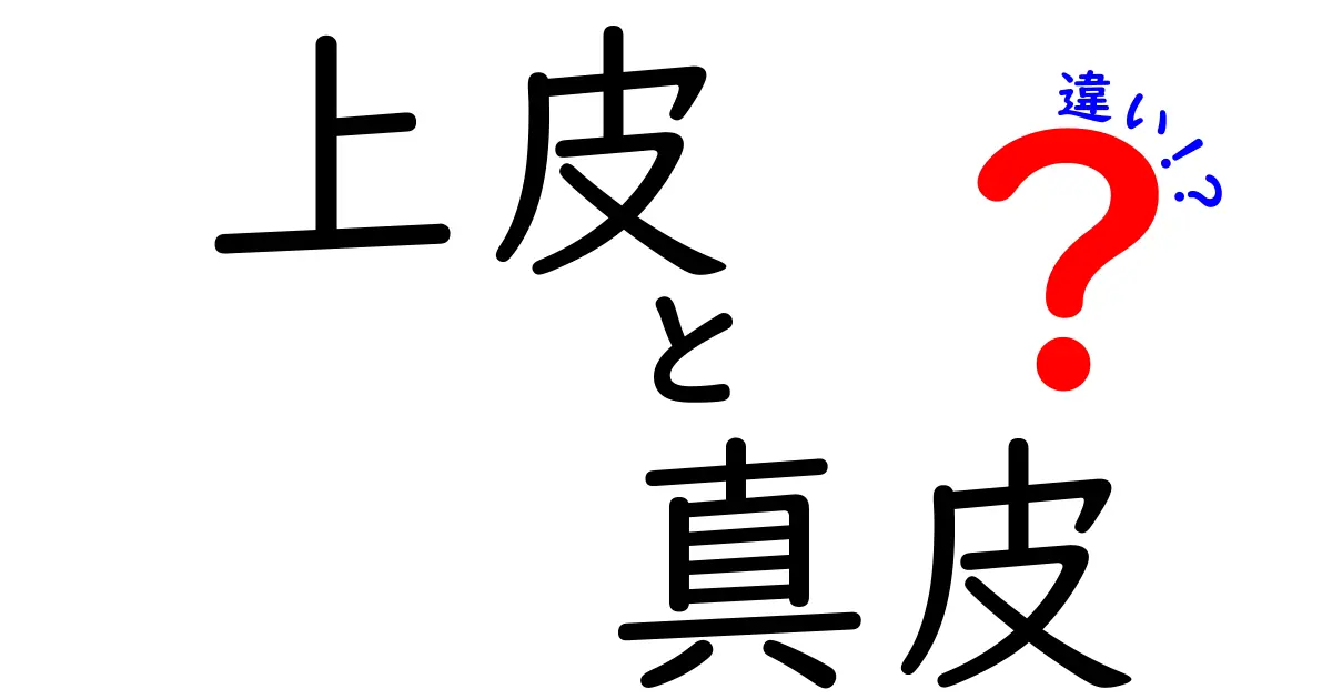 上皮と真皮の違いがわかる!図解で学ぶ皮膚の構造と役割