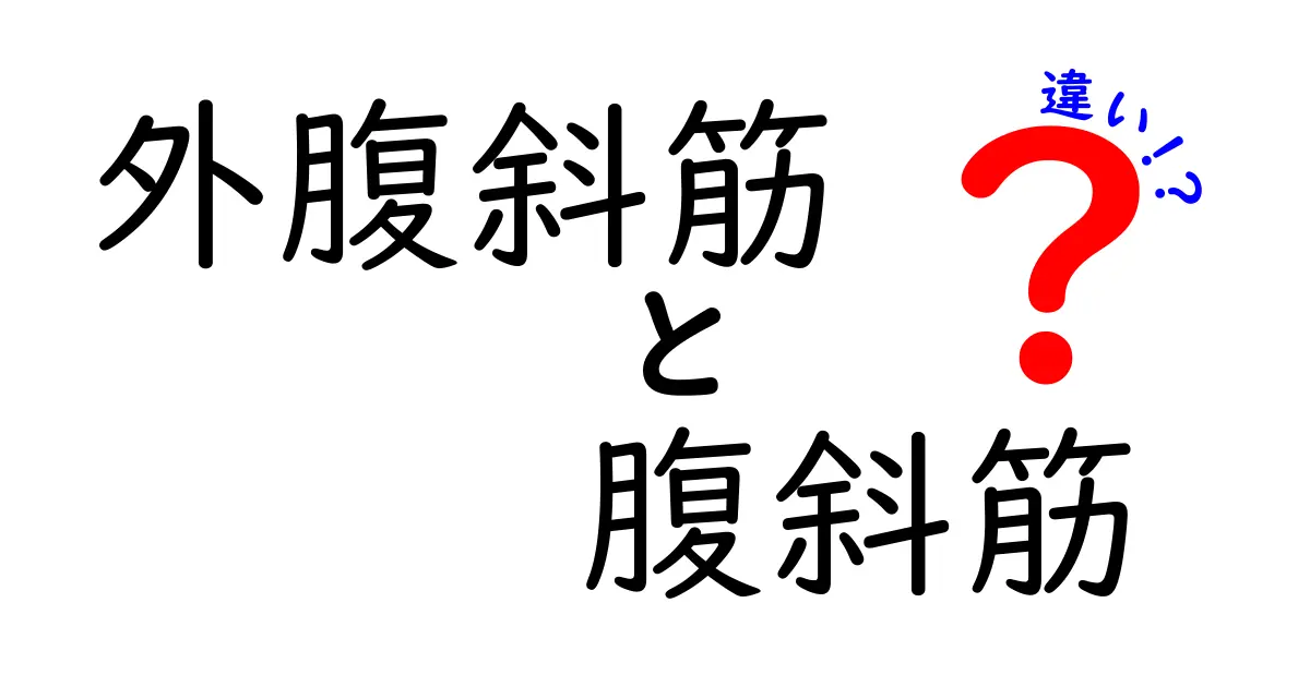 外腹斜筋と腹斜筋の違いを徹底解説!体幹の動きを理解して日常と部活で役立てよう