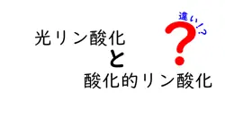 光リン酸化と酸化的リン酸化の違いを徹底解説！中学生にもわかる図解つきガイド