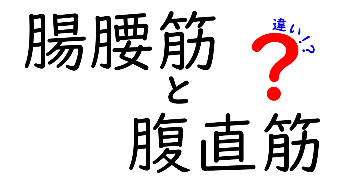 腸腰筋と腹直筋の違いを徹底解説｜腰回りの安定と体幹を支える筋肉の役割を理解しよう