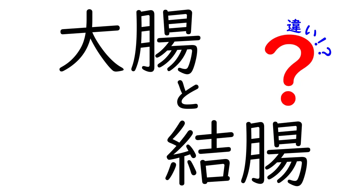 大腸 結腸 違いを徹底解説!中学生にも分かるやさしい解説とポイント